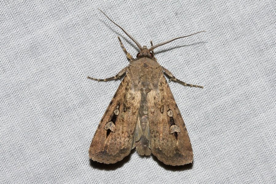 large