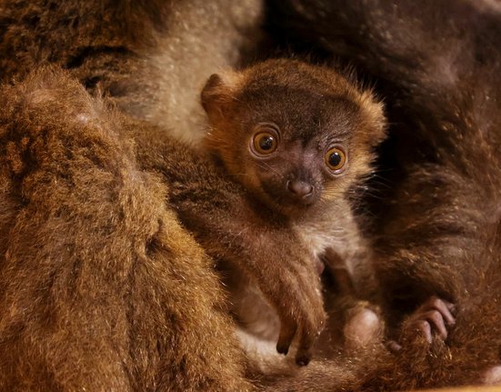 lemur-běločelý-Eulemur-albifrons-15-5-2025-km (49)-mini