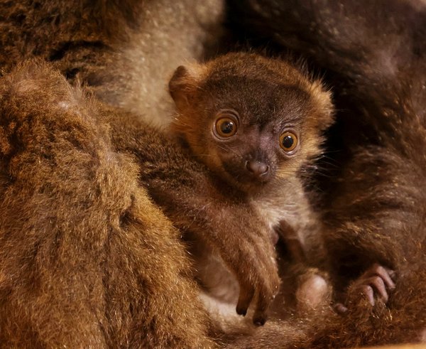 lemur-běločelý-Eulemur-albifrons-15-5-2025-km (49)-mini