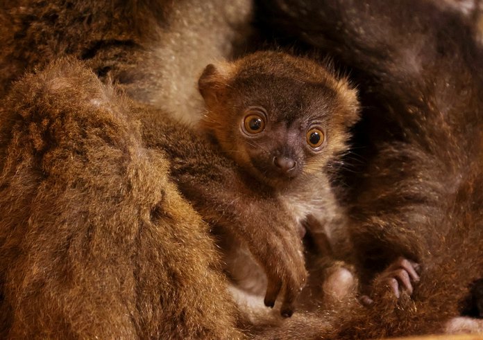 lemur-běločelý-Eulemur-albifrons-15-5-2025-km (49)-mini