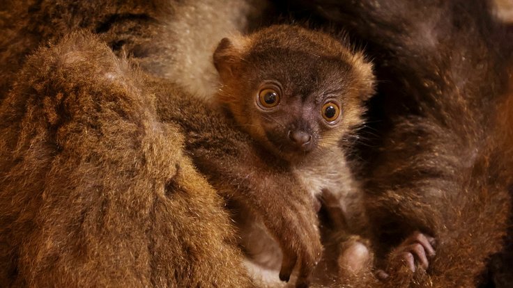 lemur-běločelý-Eulemur-albifrons-15-5-2025-km (49)-mini