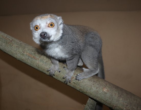 Lemur korunkatý v Zoo Plzeň.