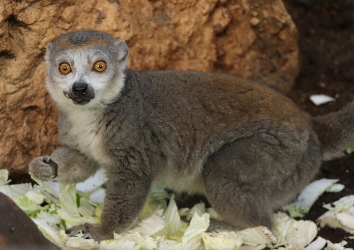 Lemur korunkatý v Zoo Plzeň.