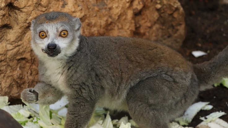 Lemur korunkatý v Zoo Plzeň.