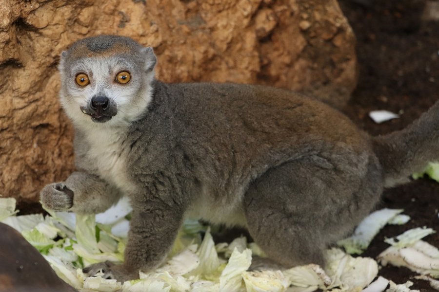 Lemur korunkatý v Zoo Plzeň.