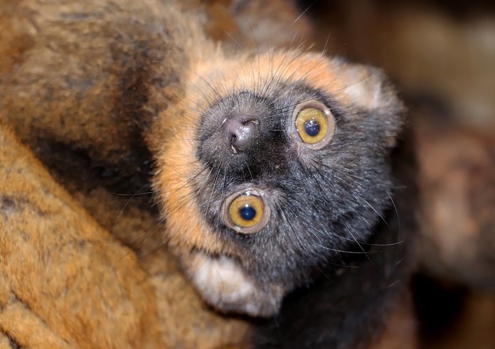 lemur-límcový-Eulemur-collaris-19-7-2023-km (19)-upr-mini.jpg