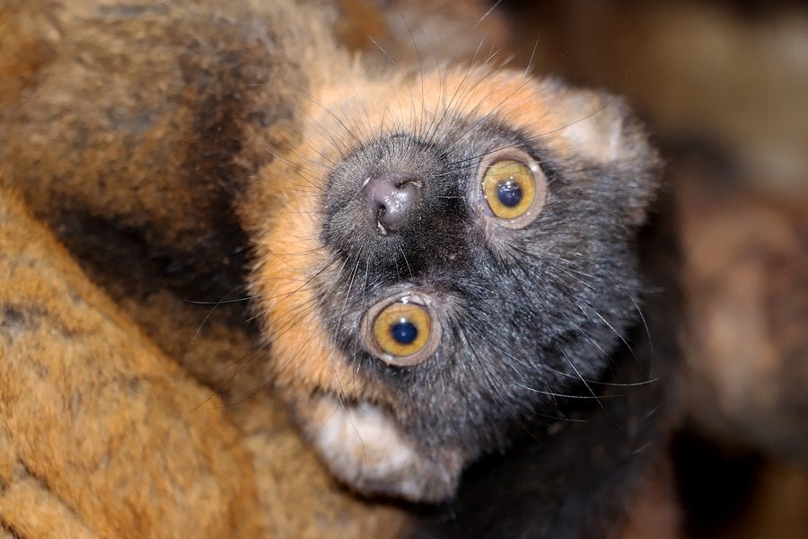 lemur-límcový-Eulemur-collaris-19-7-2023-km (19)-upr-mini.jpg