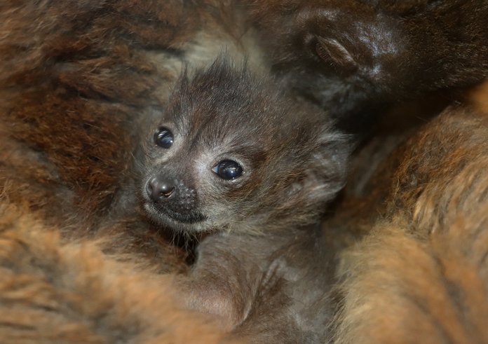 lemur-rudobřichý-mládě-20-4-2023-km-upr-mini
