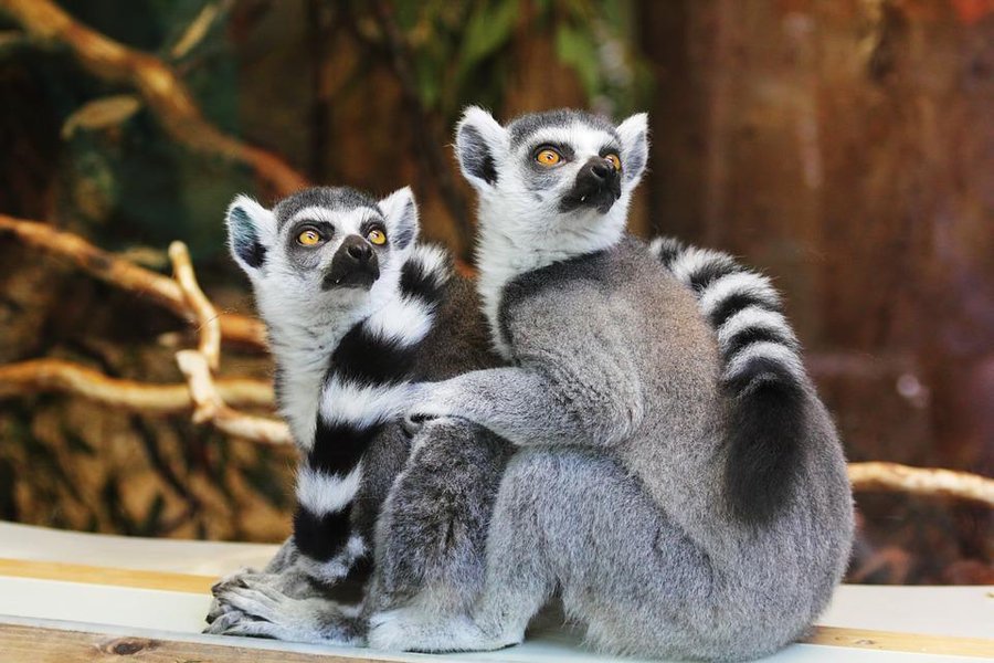 lemur