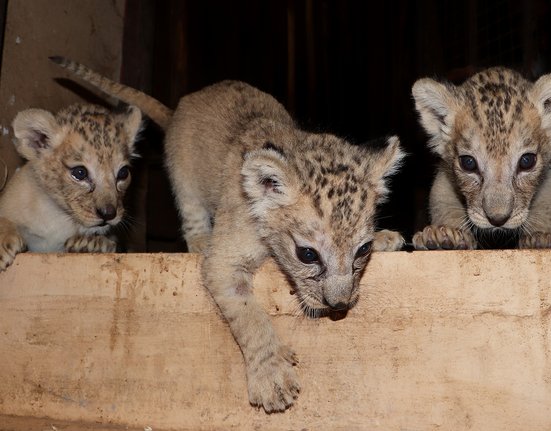 Mláďata lvů berberských ze Zoo Plzeň.