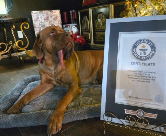 longest-tongue-dog-ozzy-and-gwr-certificate