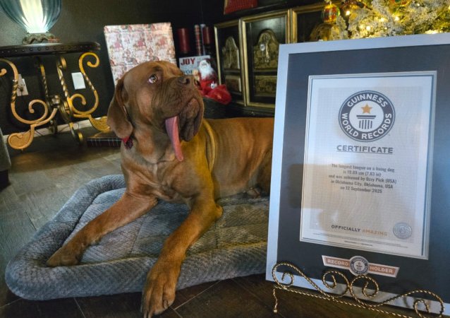 longest-tongue-dog-ozzy-and-gwr-certificate