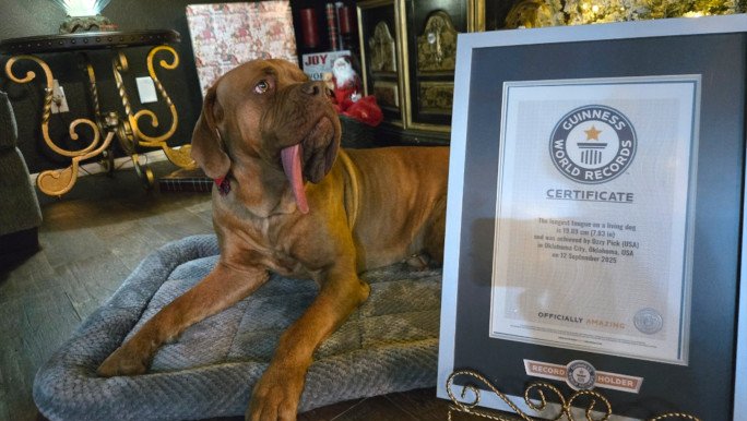 longest-tongue-dog-ozzy-and-gwr-certificate