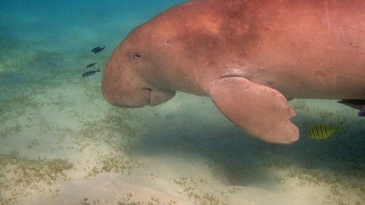 dugong