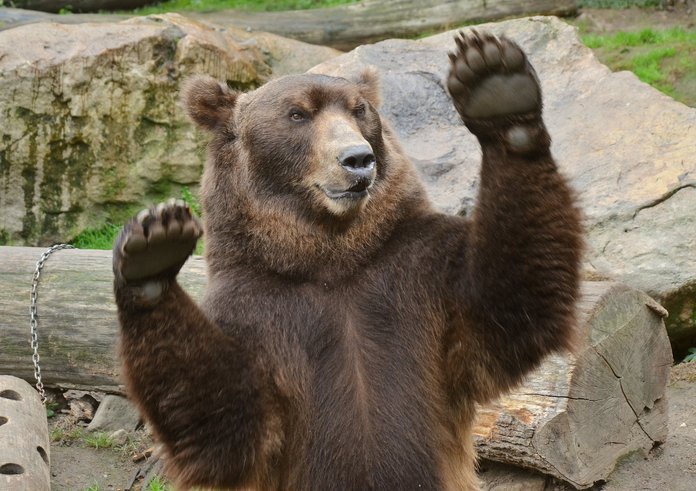 Medvěd kamčatský ze Zoo Děčín.