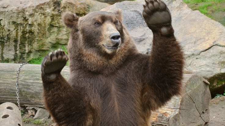 Medvěd kamčatský ze Zoo Děčín.