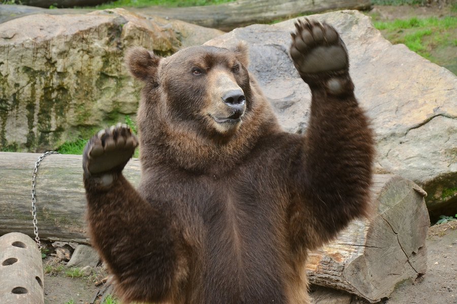 Medvěd kamčatský ze Zoo Děčín.