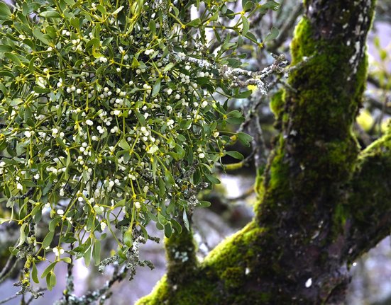 mistletoe-7264573_1280