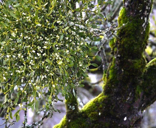 mistletoe-7264573_1280