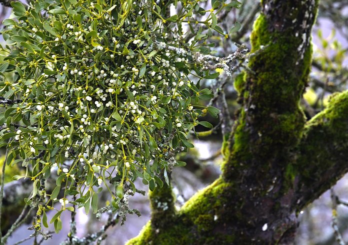 mistletoe-7264573_1280