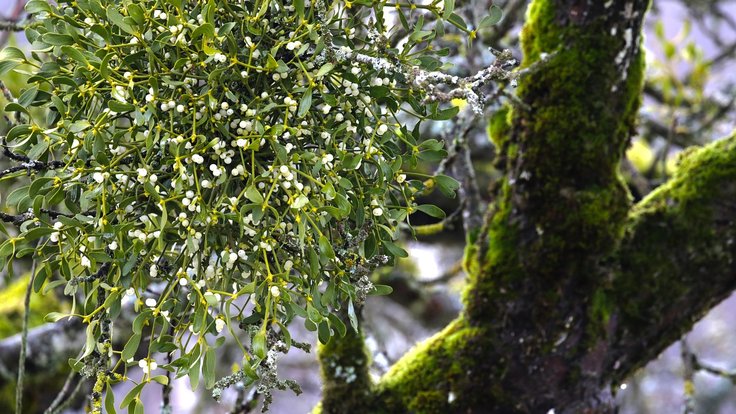 mistletoe-7264573_1280