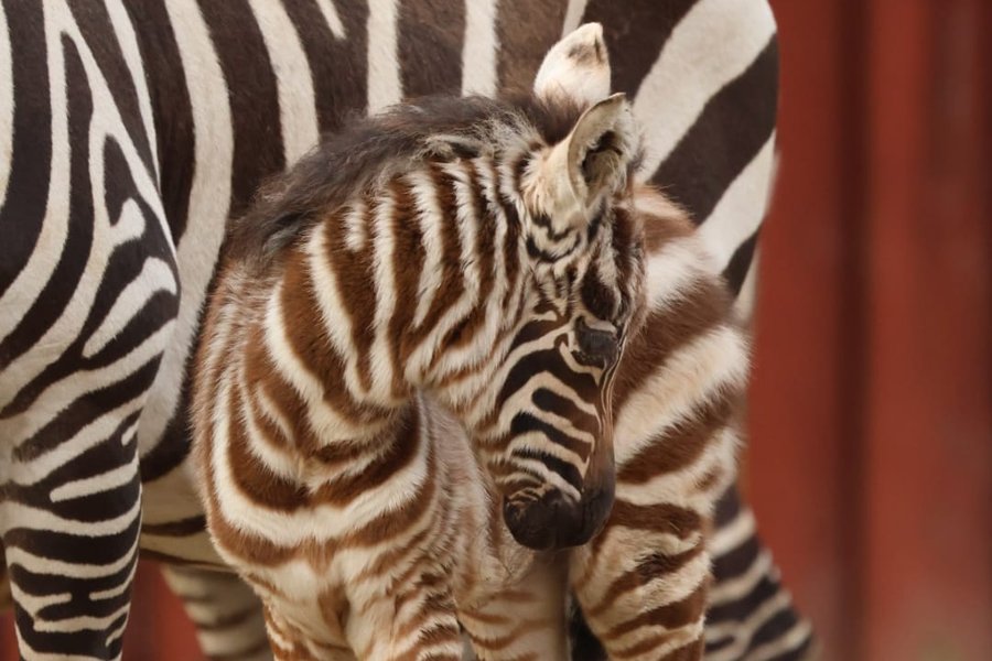 mládě zebry bezhřívé_foto_Marta Doležalová