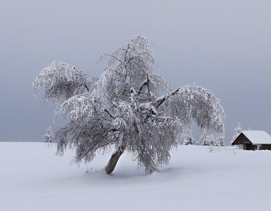 mountains_winter_snow_tree_landscape_snowy_nature_christmas_landscape-1205947 (1)