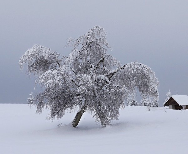 mountains_winter_snow_tree_landscape_snowy_nature_christmas_landscape-1205947 (1)