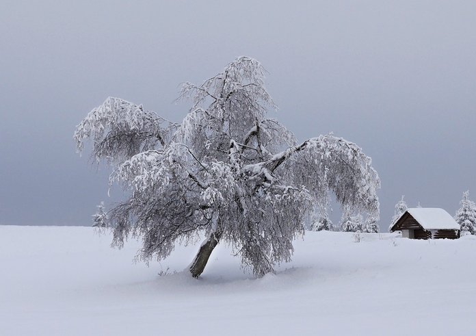 mountains_winter_snow_tree_landscape_snowy_nature_christmas_landscape-1205947 (1)