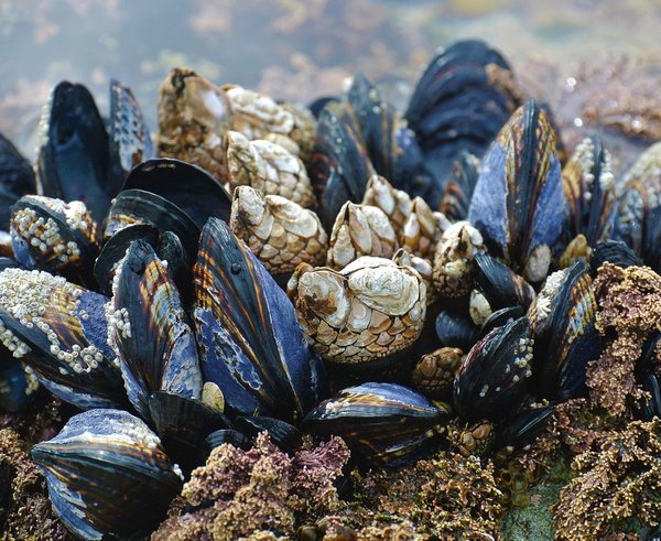 mussel-3593218_1280