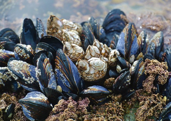 mussel-3593218_1280