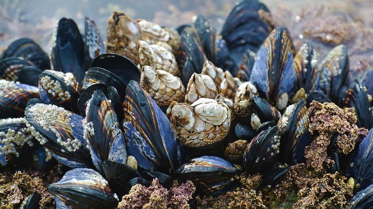 mussel-3593218_1280