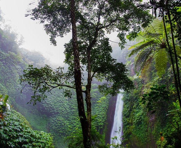 nature-forest-waterfall-jungle