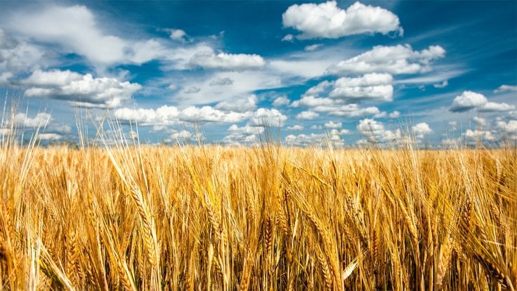 nature_landscape_clouds_field_grain_spikelets_sky_seeds-95767