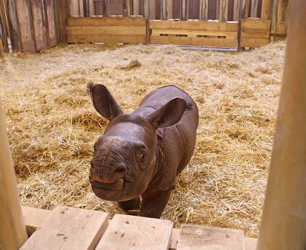 nosorožec-indický-mládě-Rhinoceros-unicornis-9-12-2025-km (26)-mini