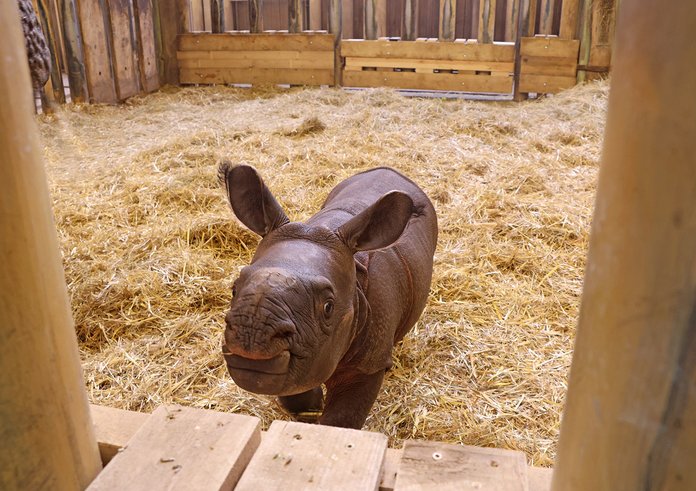 nosorožec-indický-mládě-Rhinoceros-unicornis-9-12-2025-km (26)-mini