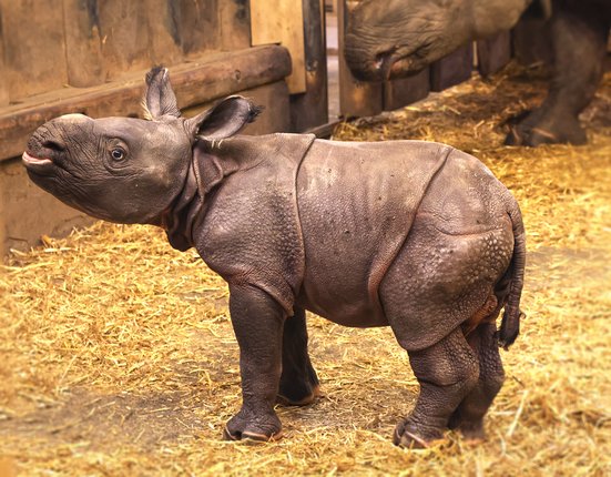 nosorožec-indický-mládě-Rhinoceros-unicornis-26-11-2025-km (50)-upr-mini