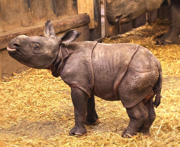 nosorožec-indický-mládě-Rhinoceros-unicornis-26-11-2025-km (50)-upr-mini