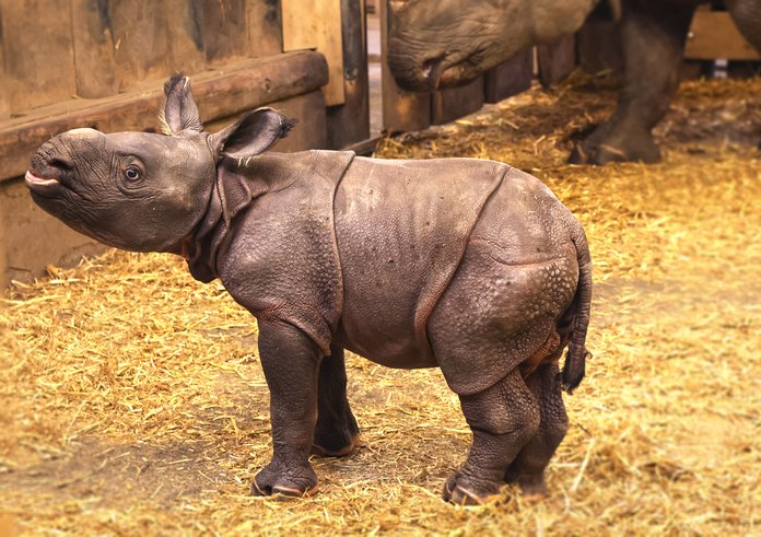 nosorožec-indický-mládě-Rhinoceros-unicornis-26-11-2025-km (50)-upr-mini