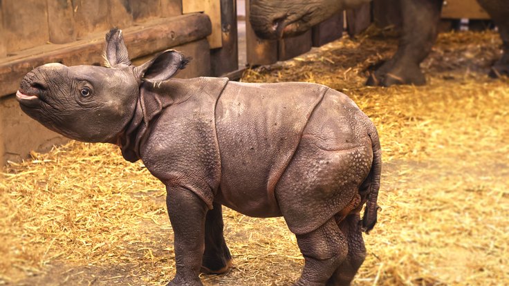 nosorožec-indický-mládě-Rhinoceros-unicornis-26-11-2025-km (50)-upr-mini