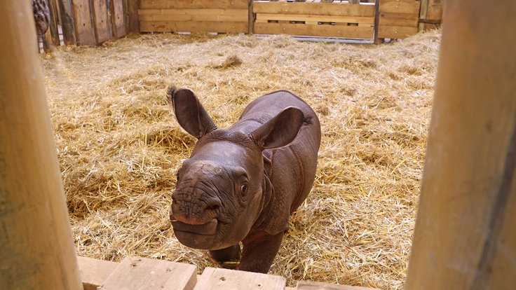 nosorožec-indický-mládě-Rhinoceros-unicornis-9-12-2025-km (26)-mini