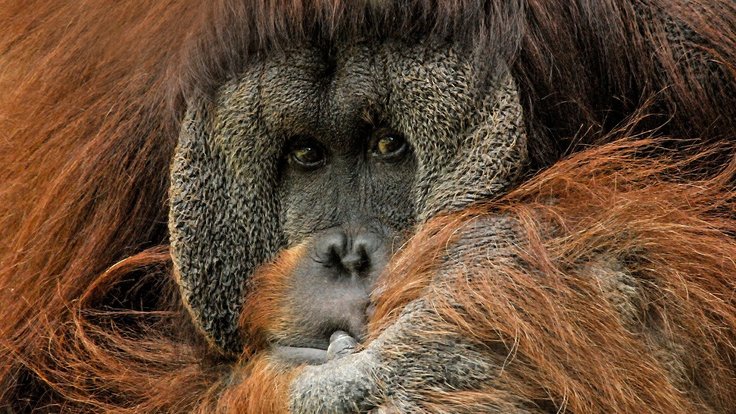 orangutan