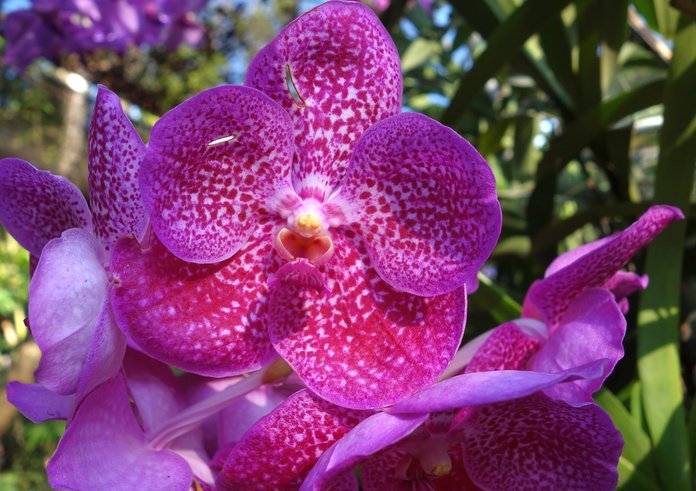 orchidej nachová