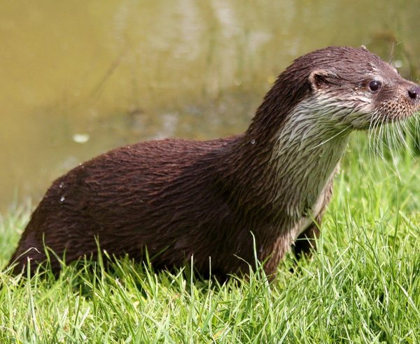 otter_wildlife_nature_mammal_carnivore_water_predator_wet-1361162