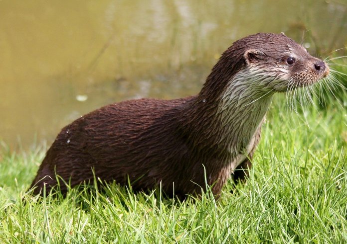 otter_wildlife_nature_mammal_carnivore_water_predator_wet-1361162