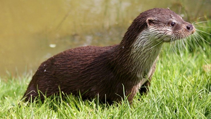 otter_wildlife_nature_mammal_carnivore_water_predator_wet-1361162