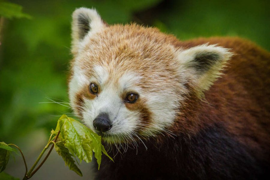 Panda červená v Zoo Liberec.