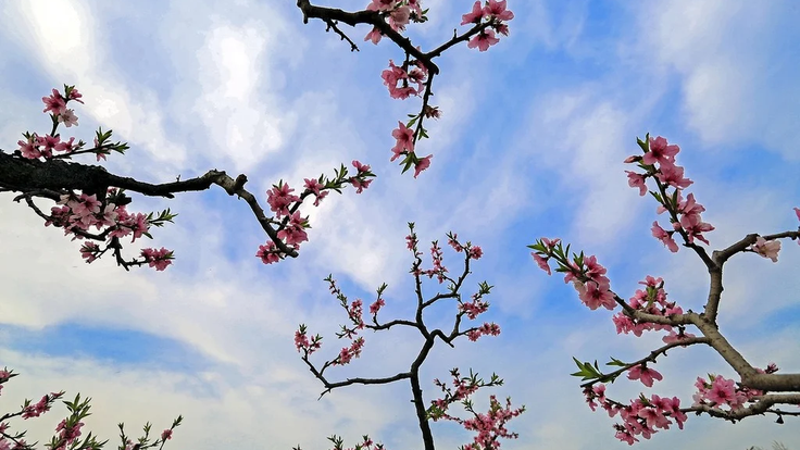 peach-blossom-the-scenery-branch-c7635d-1024