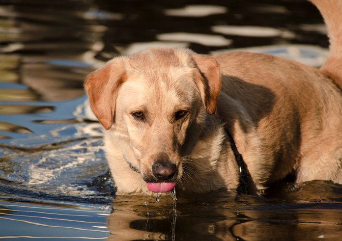 Pes ve vodě