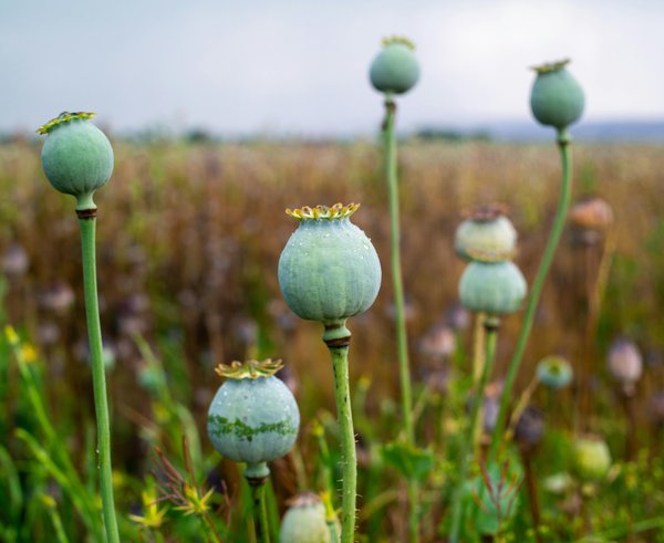 pexels-photo-11192482